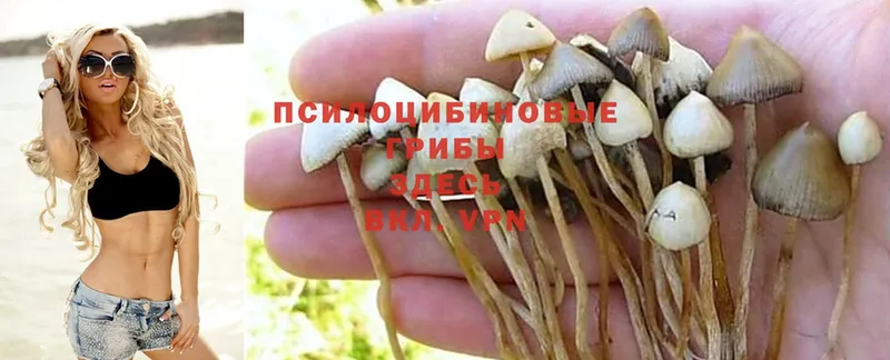 Псилоцибиновые грибы Magic Shrooms  Семикаракорск 